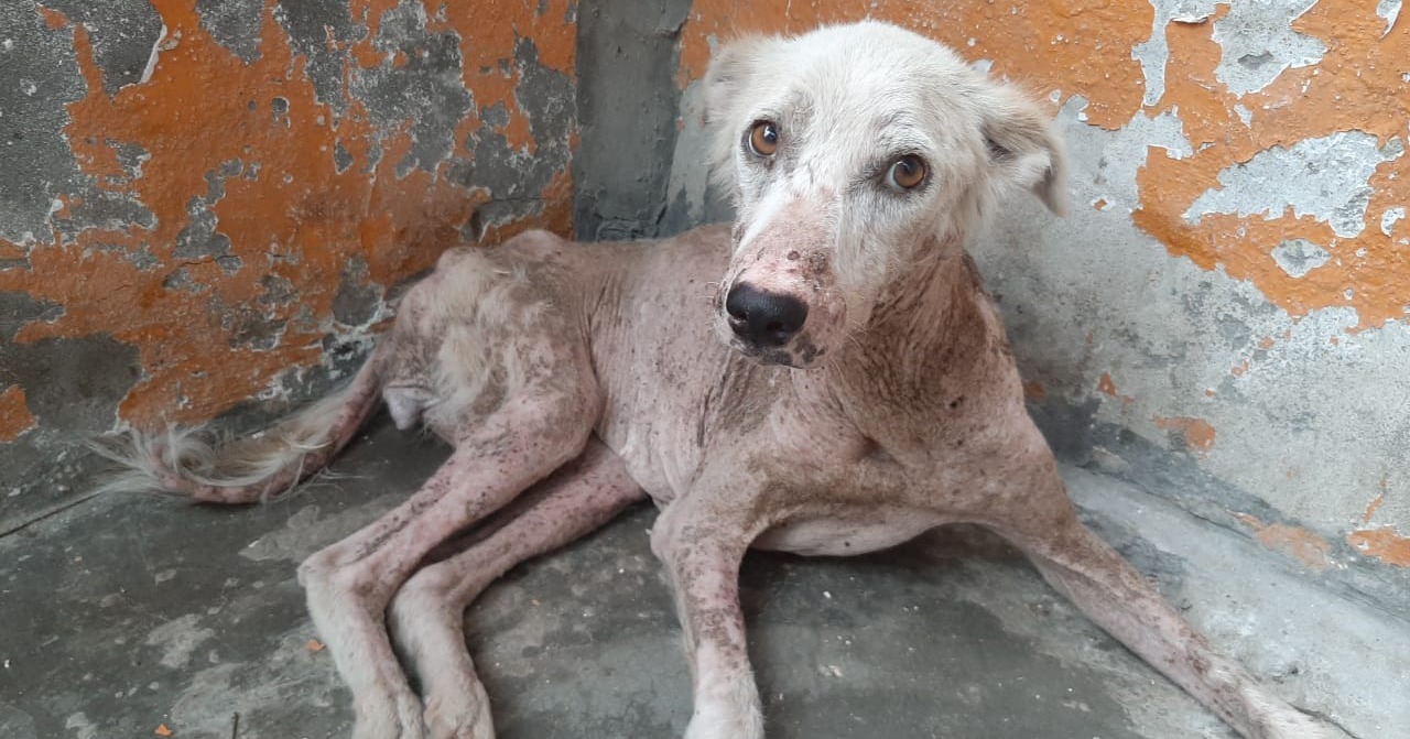 JeevSahara Foundation main dog shelter in New Delhi